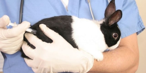 Kako, šta i kada vakcinisati zečeve?